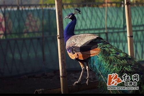 孔雀 视频在线观看,在线欣赏孔雀之美 第2张 孔雀 视频在线观看,在线欣赏孔雀之美 第2张